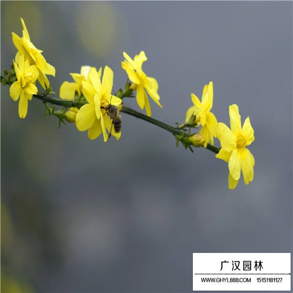 迎春花与连翘和野迎花有什么区别(图2)