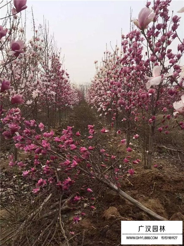 紫玉兰的田间种植方法(图1)