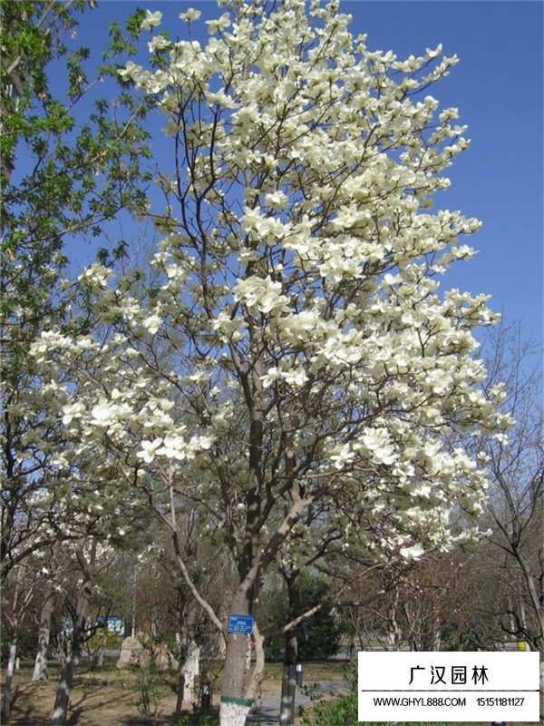 白玉兰基地(图2)