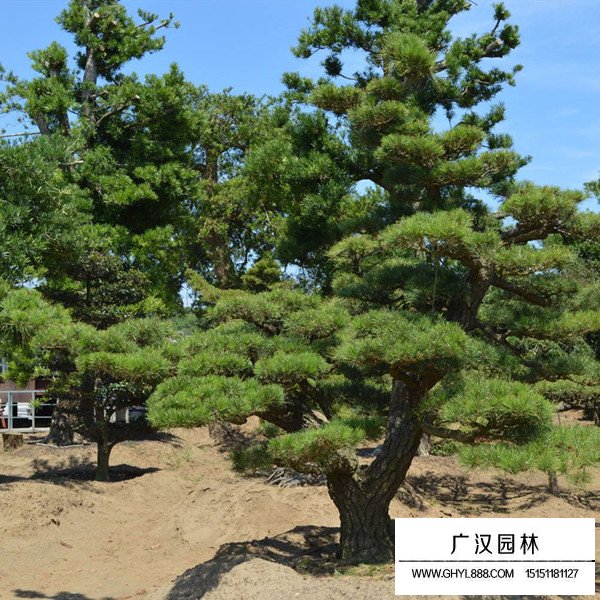 黑松白芽松市场行情(图1)