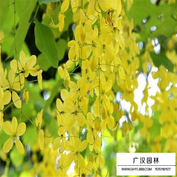 金黄垂花吊的是什么植物(图1)