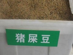 猪屎豆种子