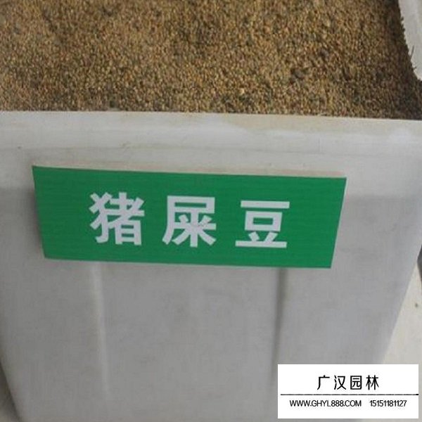 猪屎豆种子(图1)