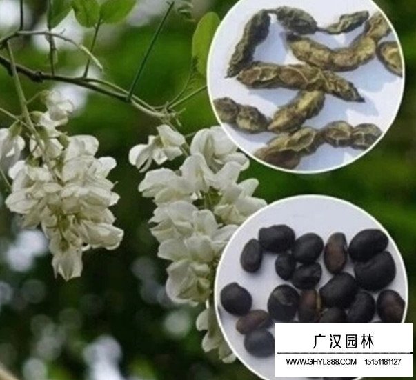 黄花槐种子(图4)