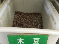 木豆种子