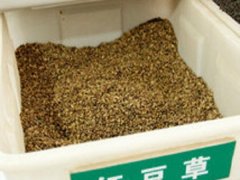 红豆草种子