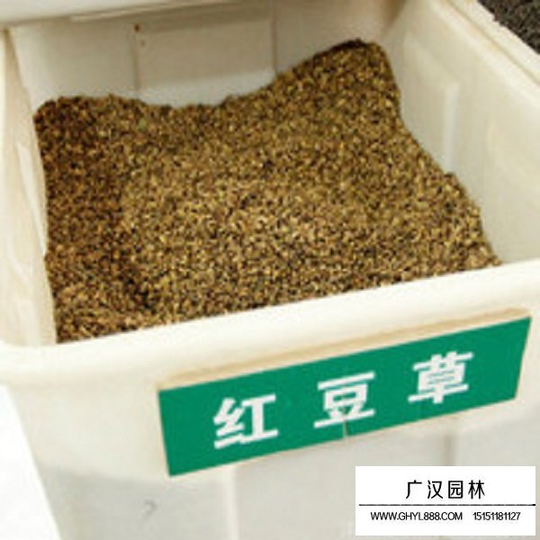 红豆草种子(图1)