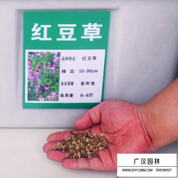 红豆草种子(图2)