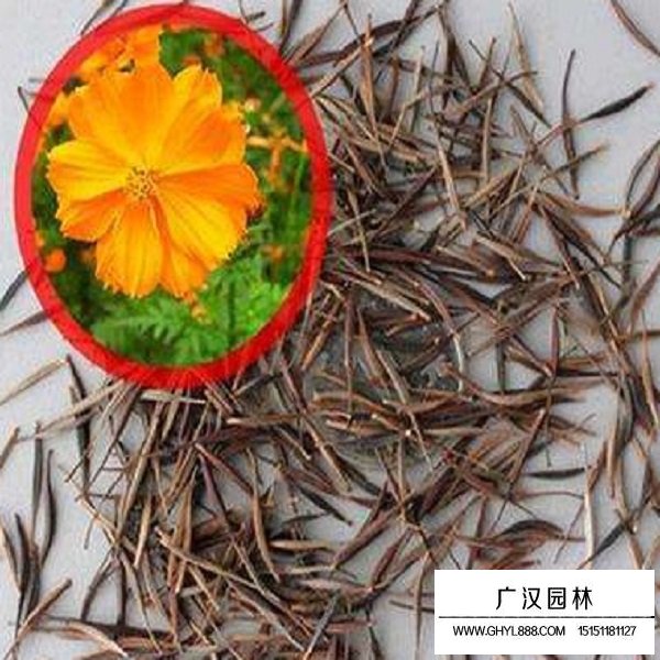 硫华菊矮杆种子(图1)