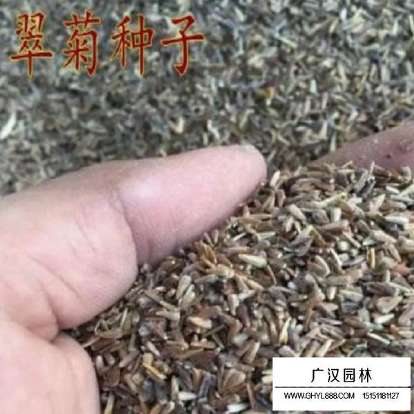 翠菊矮杆种子(图3)