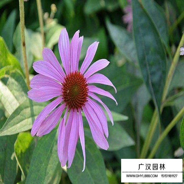 紫色松果菊种子(图3)