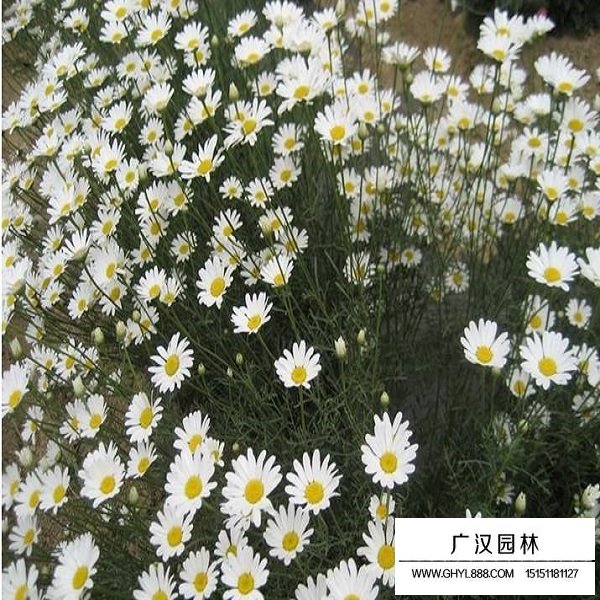 除虫菊种子(图3)