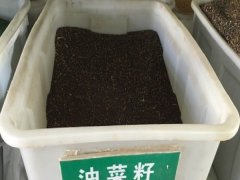 观赏油菜花种子