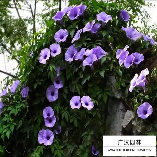 牵牛花种子(图4)