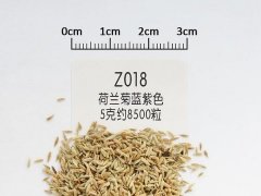 荷兰菊种子