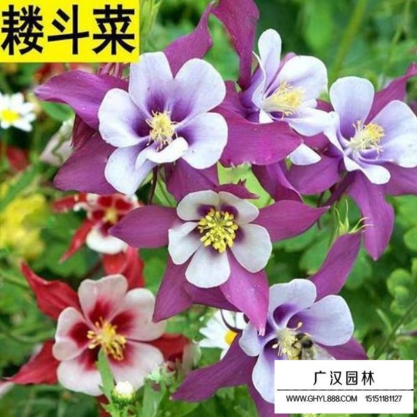 耧斗菜种子(图2)