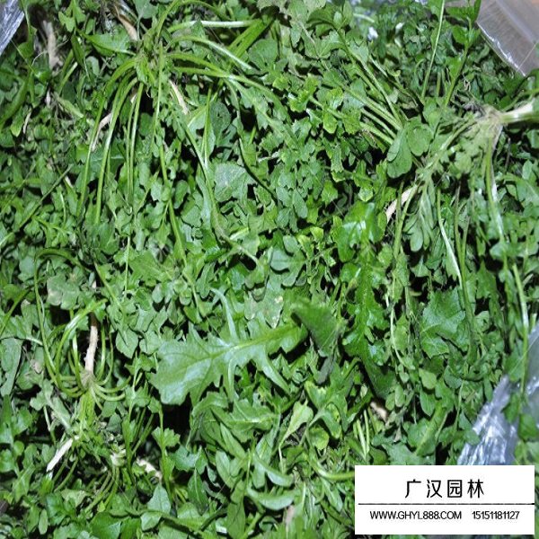 荠菜种子(图1)