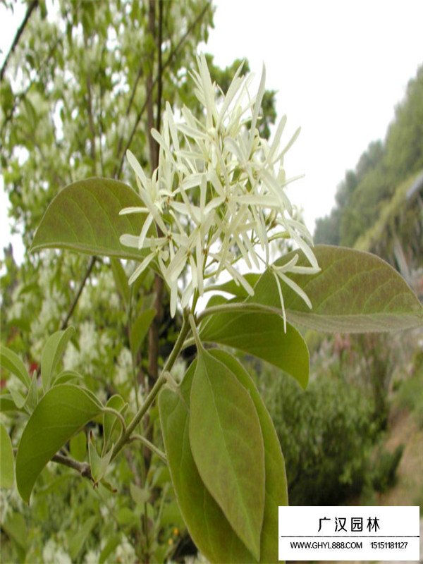 流苏树的介绍(图1)