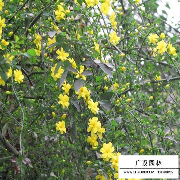 迎春花的种植技术(图2)