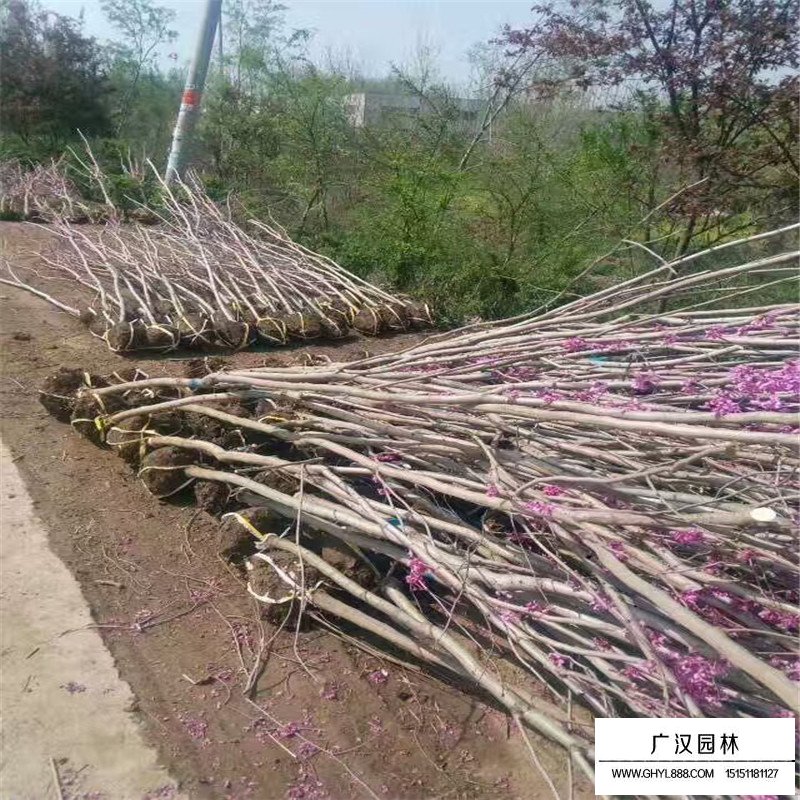 紫荆的介绍(图2)