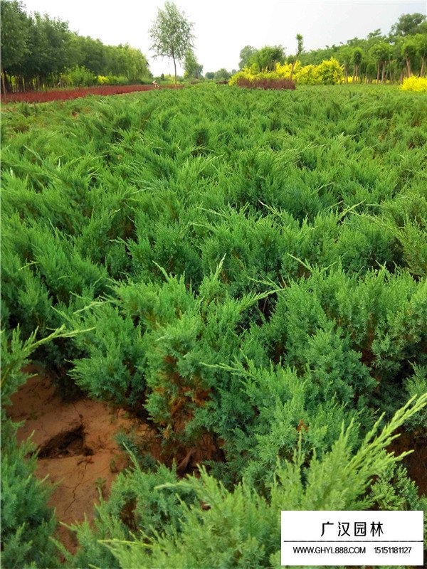 沙地柏的种植技术(图1)