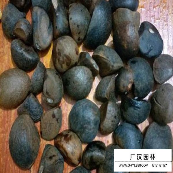 红花油茶种子(图2)