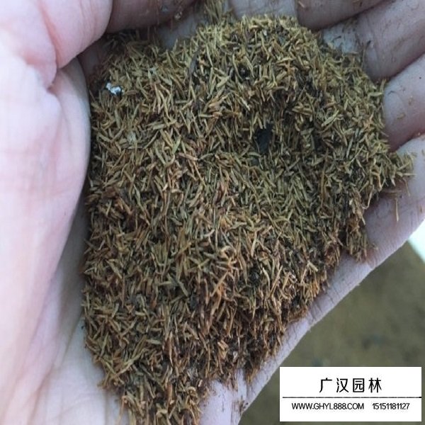 珍珠梅种子(图2)