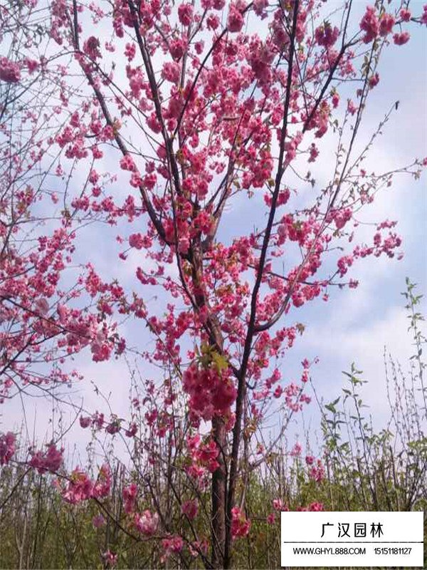 云南樱花种苗怎么压条(图4)