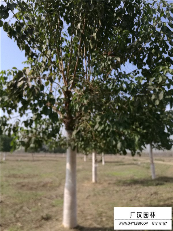 重阳木的最佳种植时间(图1)