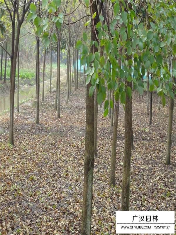 重阳木的最佳种植时间(图3)