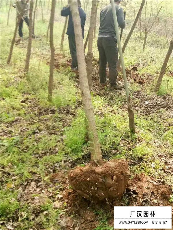 五角枫的种植技术(图2)