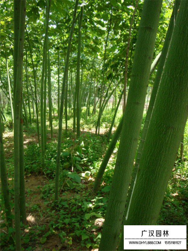 不同规格青铜树的价格(图2)