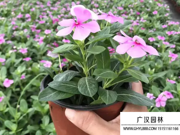 长春花种子