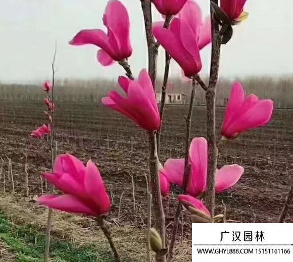 娇红玉兰