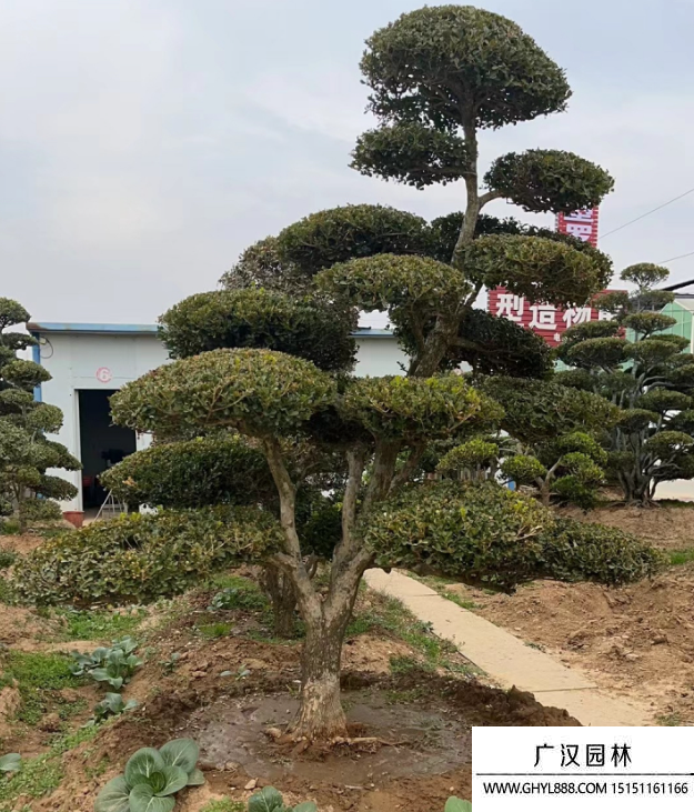 黄杨地景树盆景