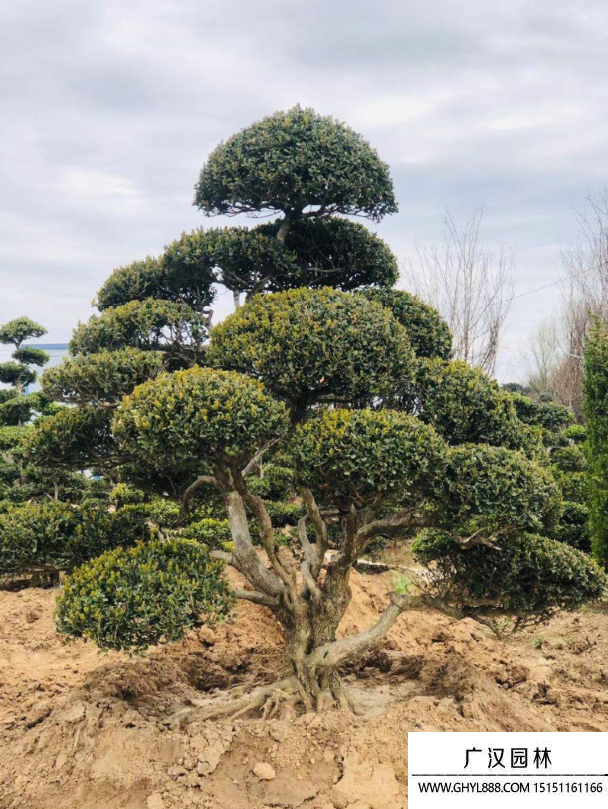 黄杨地景树盆景