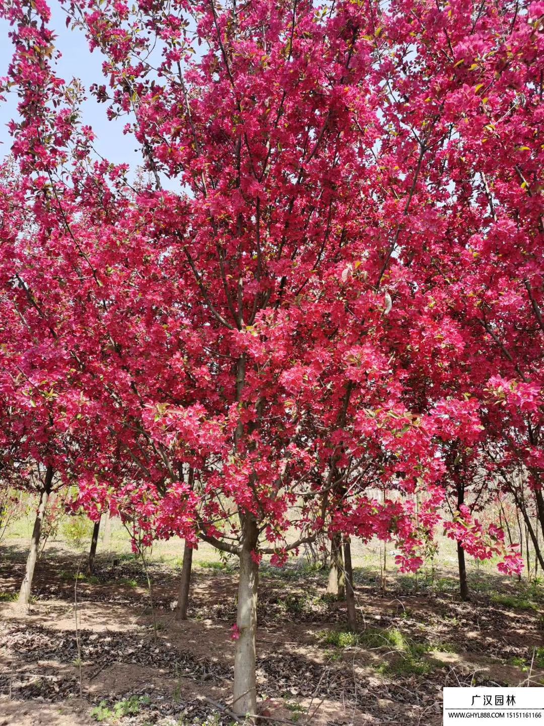 绚丽海棠花