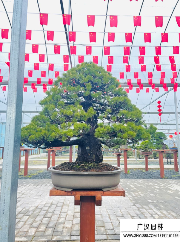 五叶松盆景