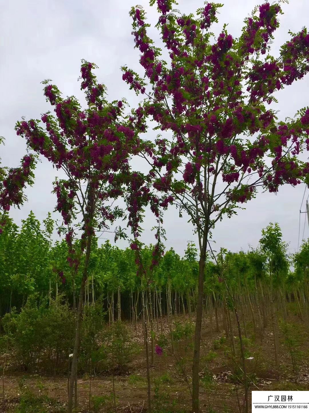 香花槐