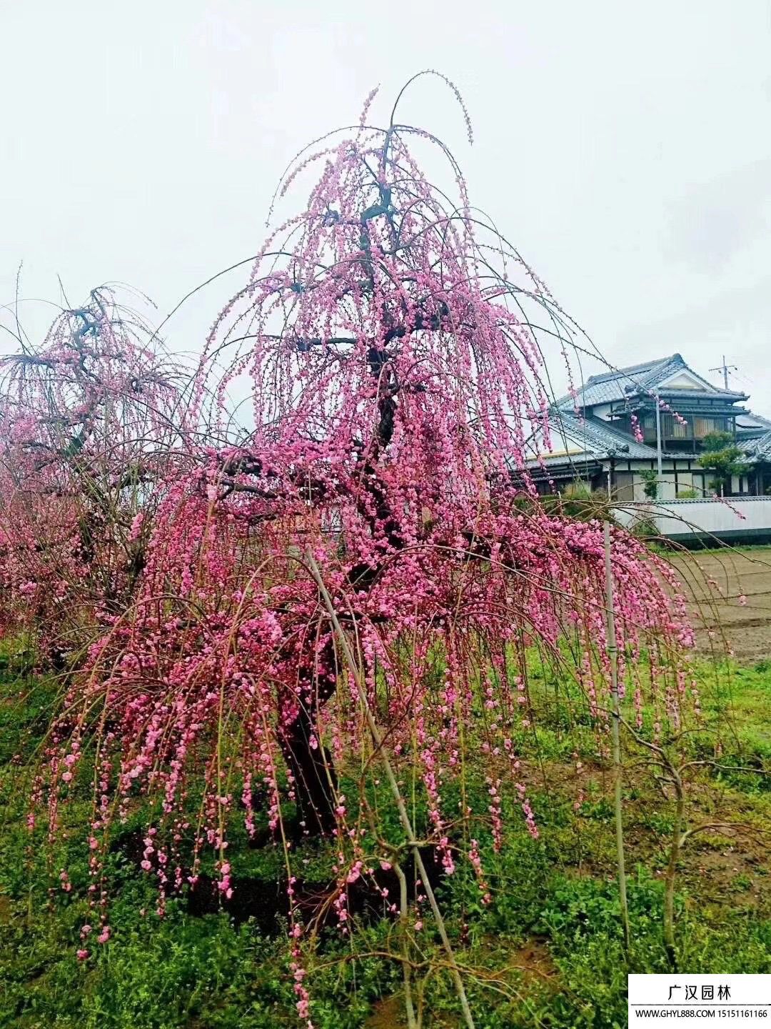 游龙梅盆景