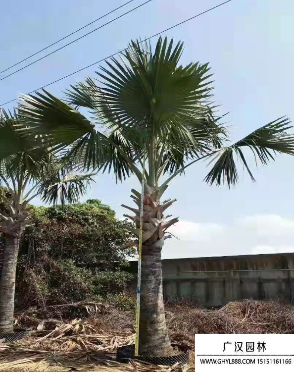 霸王棕