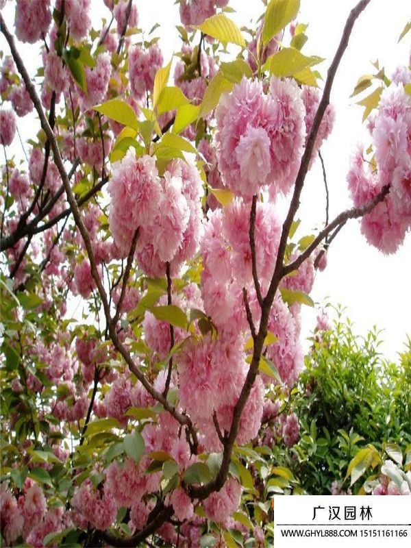 福建山樱花