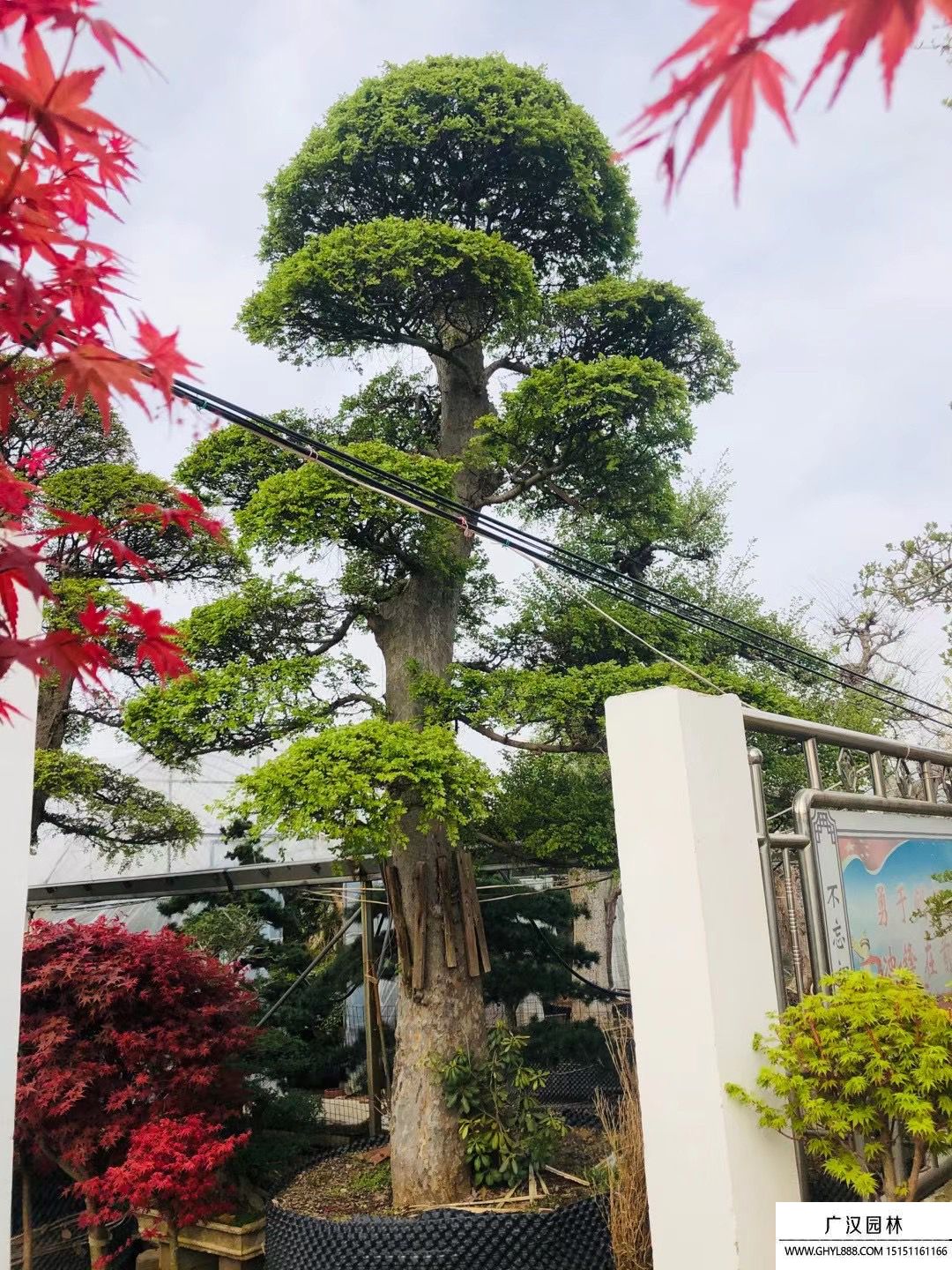 榆树地景树盆景