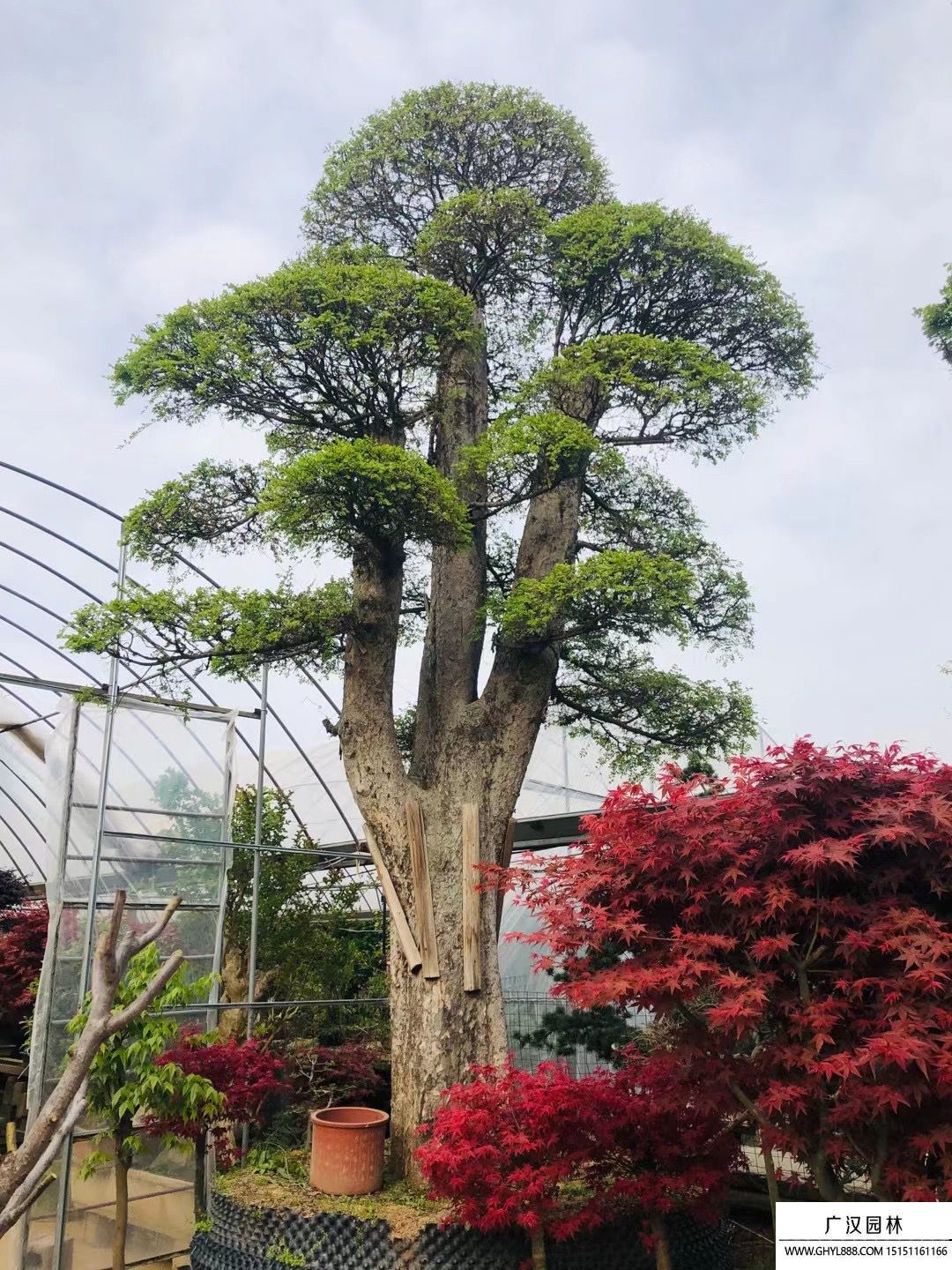 榆树榆树地景树盆景