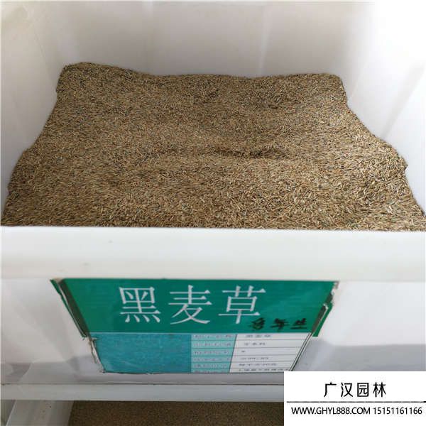 黑麦草种子