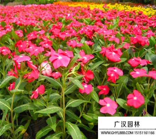 长春花