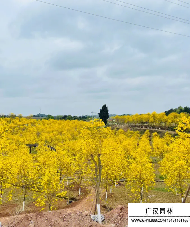 黄花风铃木