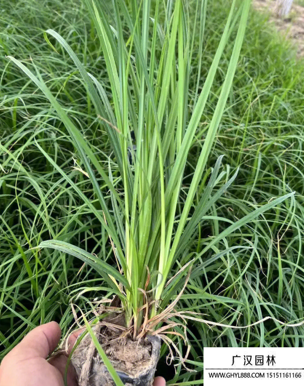 崂峪苔草