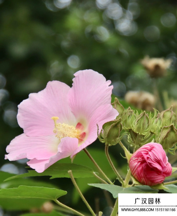 草芙蓉