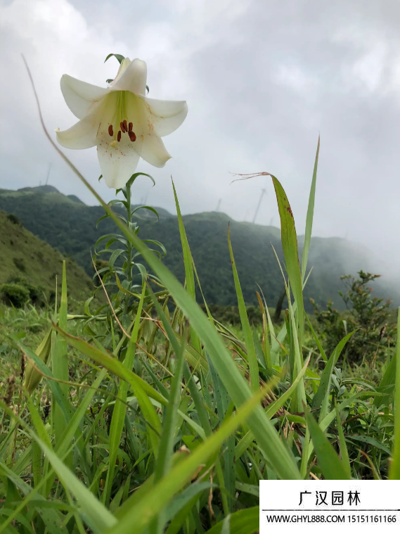 野百合